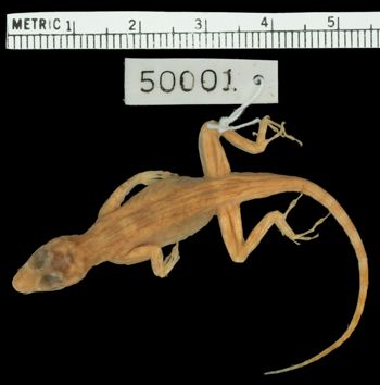 Media type: image;   Herpetology R-50001